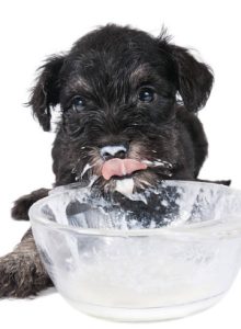 chien mange du yaourt