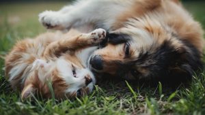 chien et chat heureux dans l'herbe 2